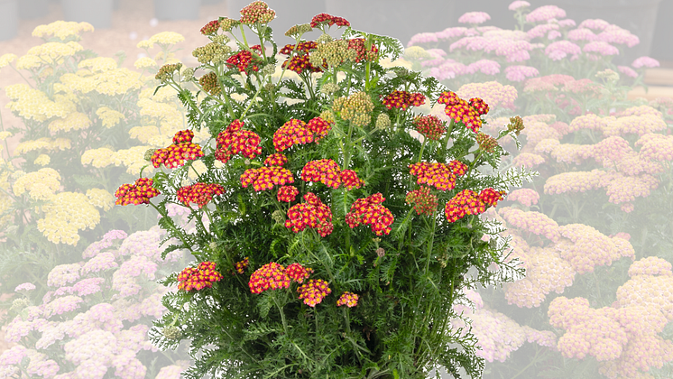 Achillea millefolium 'Skysail Fire'