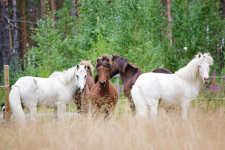 Islandshästar hos Horses of Taiga