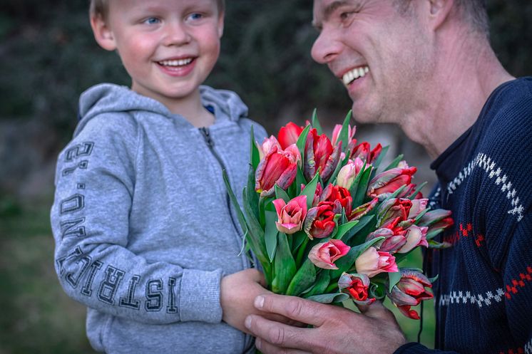 Svenska tulpaner till alla hjärtans dag