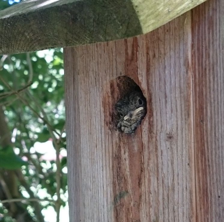 Flycatcher nestlings