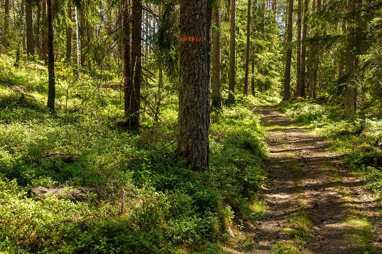Löparspår vid Villa Baro