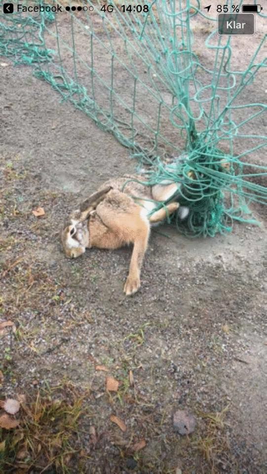 Hare som fastnad i badmintonnät