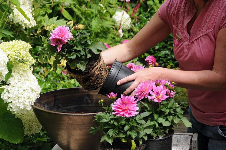 Samplantering av rosa dahlia - steg 2