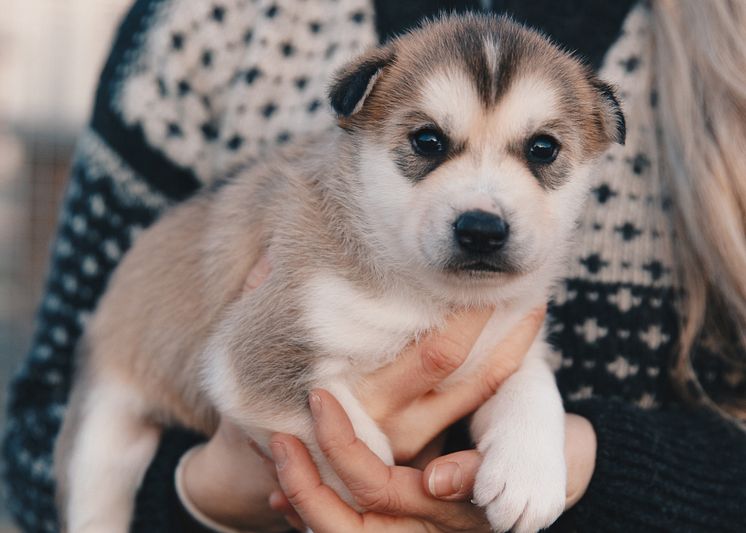 huskyvalp