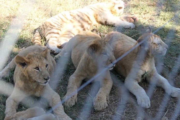 Lejonfamilj i Sydafrika