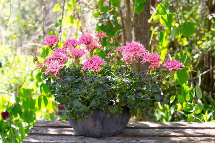 Årets Pelargon 2025 Pelargonium Summer Twist Rose foto annikasnaturligating (17).jpg