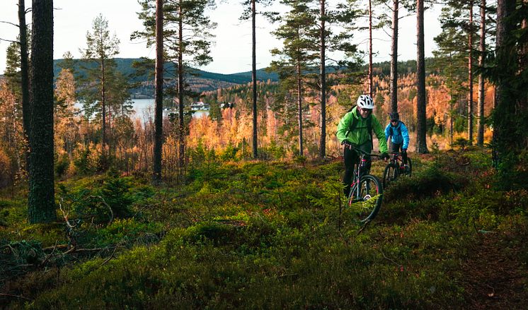 Mountainbike i Höga Kusten