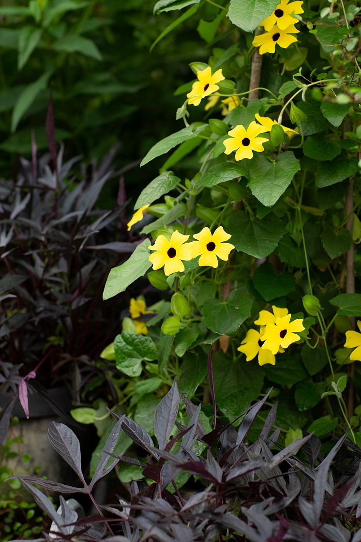 2èrets Sommarblomma 2023 Thunbergia alata Svartîga foto annikasnaturligating