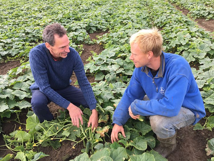 Håkan Tufvesson Sewall, odlingschef på Orkla Foods Sverige, arbetar nära tillsammans med odlarna. Här tillsammans med Nils Jönsson, odlare utanför Lund.