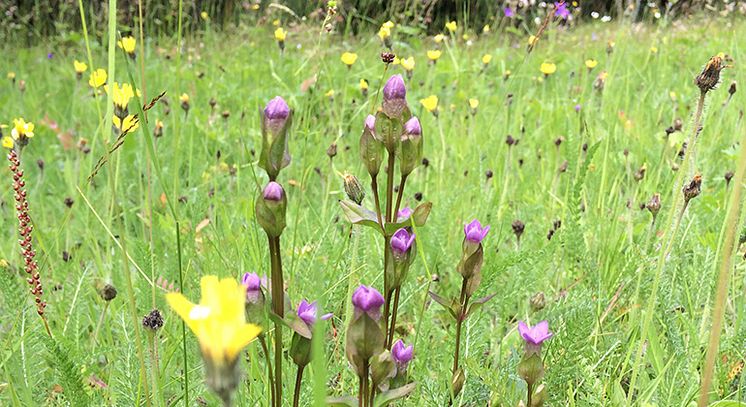 Äng-med-Fältgentiana-Foto-Sara-Lagerberg