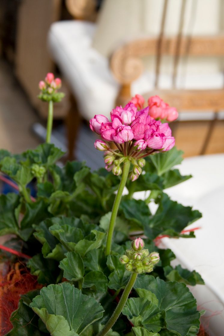 Mixade tulpanpelargoner i växthus 6