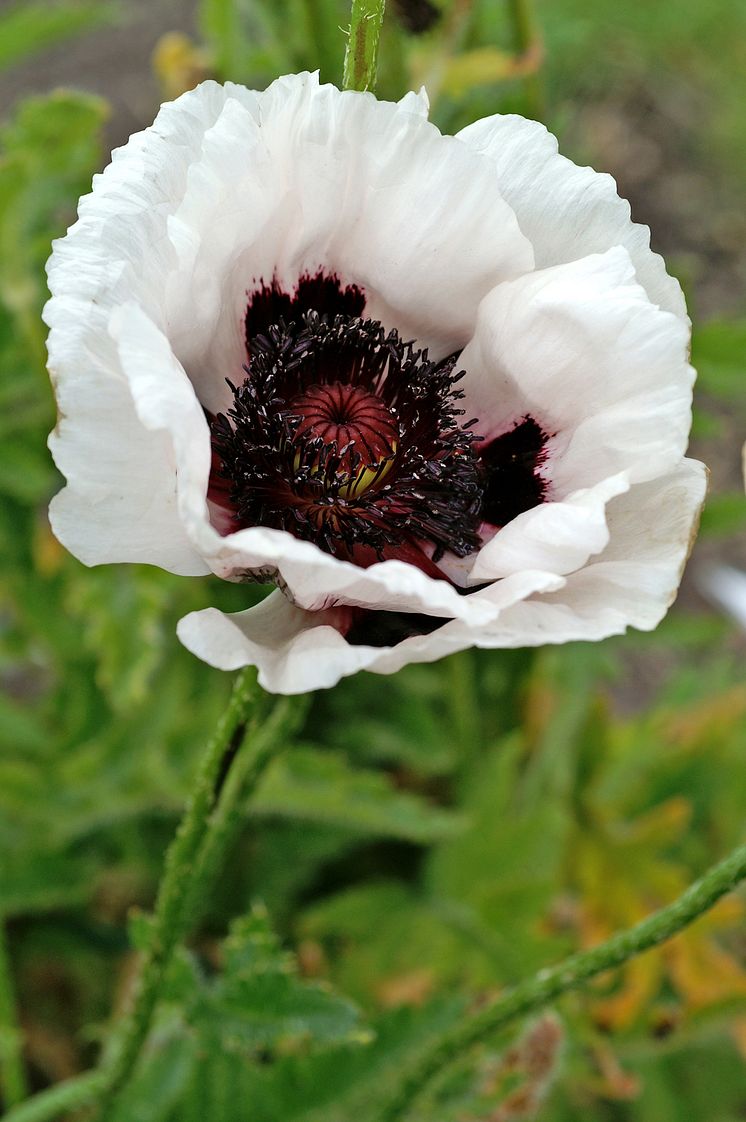 Jättevallmo-Perrys White.jpg