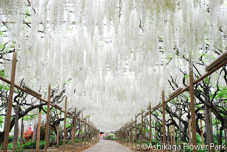 Ashikaga Flower Park(4)