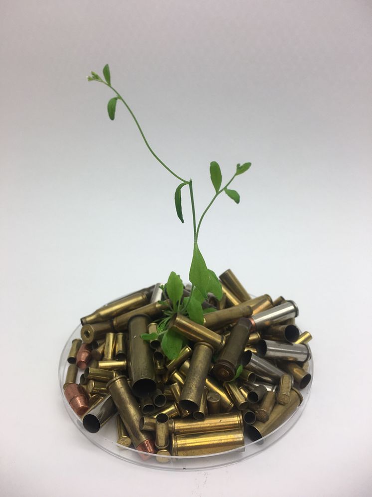 Backtrav (Arabidopsis thaliana) med ammunition. 