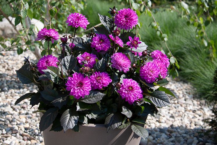 Dahlia Dark Dalaya Kala Ambiente 