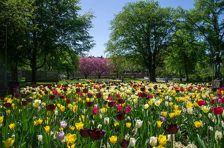 Lysekils Stadspark Park Inspira 2023