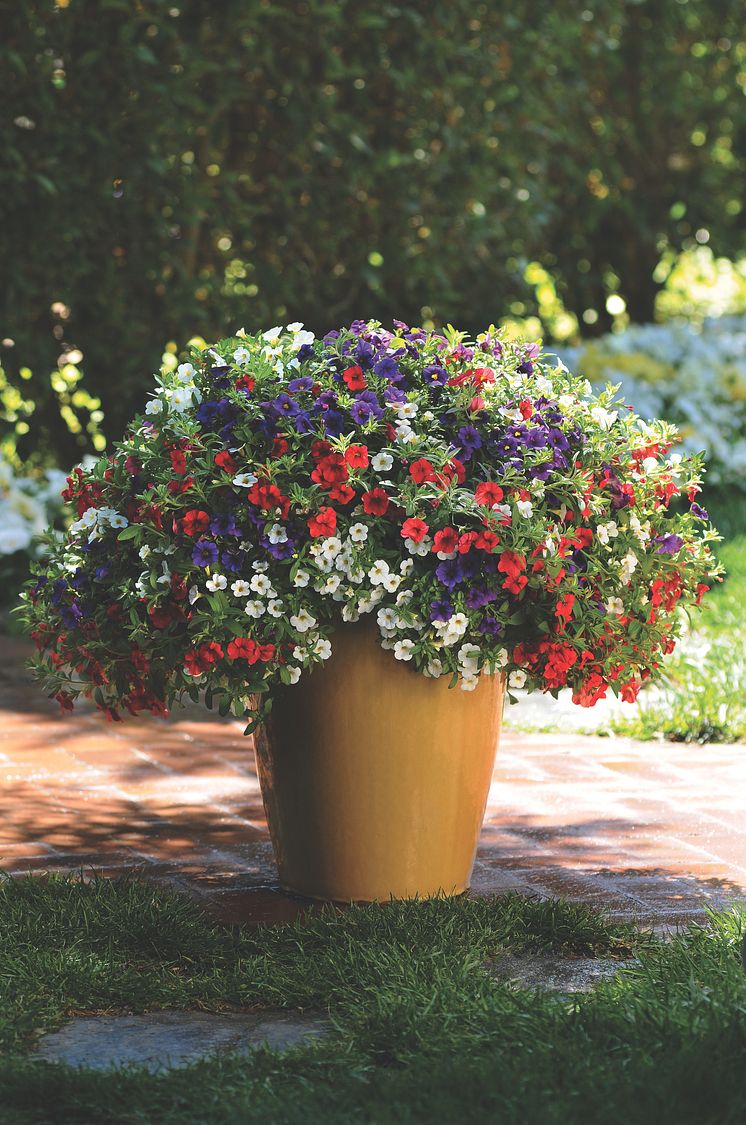 Småpetunia, Calibrachoa parviflora Cabaret Mixmasters Cafe de Paris