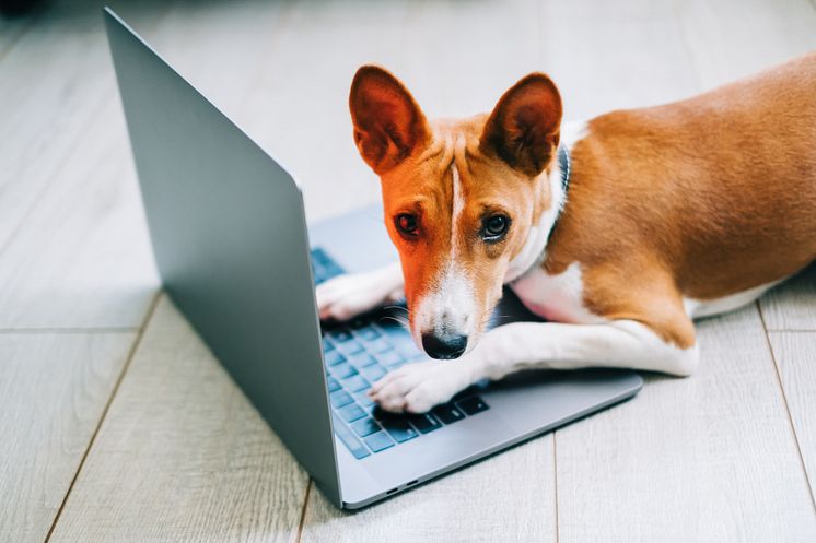 49146572-red-white-basenji-dog-lying-on-a-floor-with-laptop