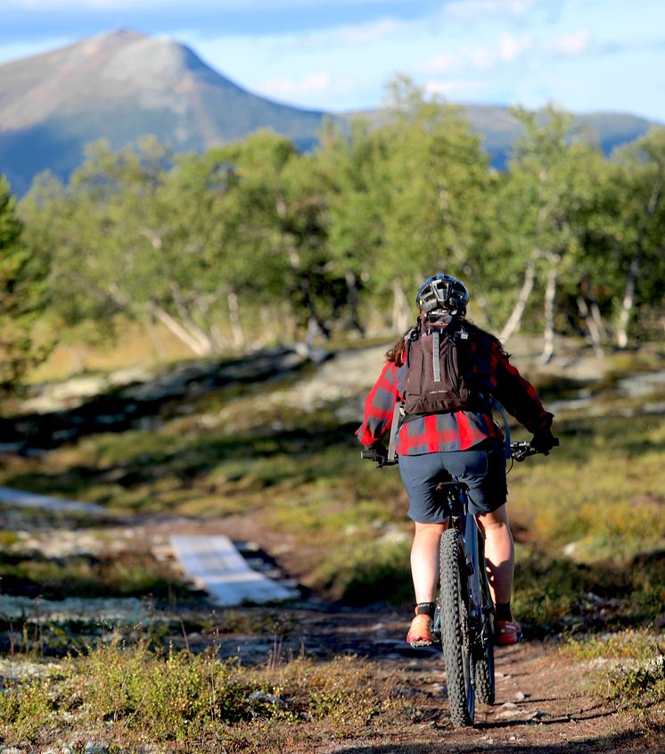 Stigcykling i Lofsdalen på Stenrutsleden