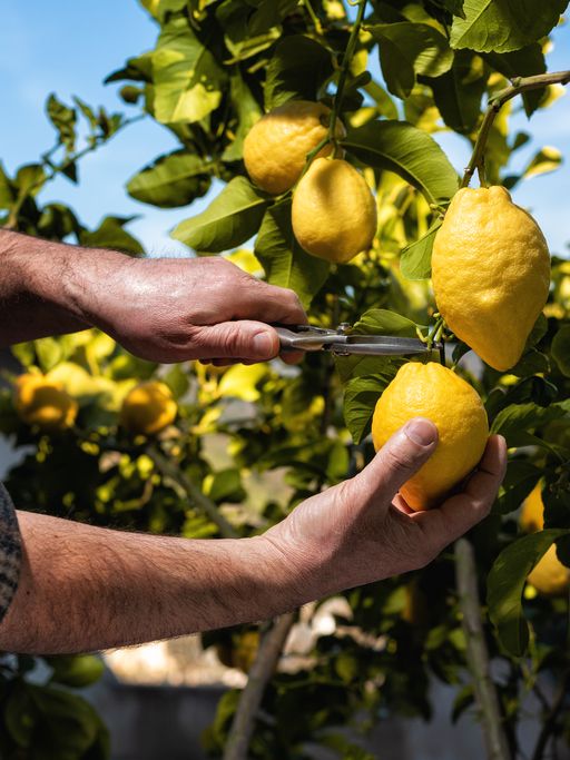 Farmer-makes-the-lemons-harvest-in-spring.-Agriculture.-1305147899_514x685