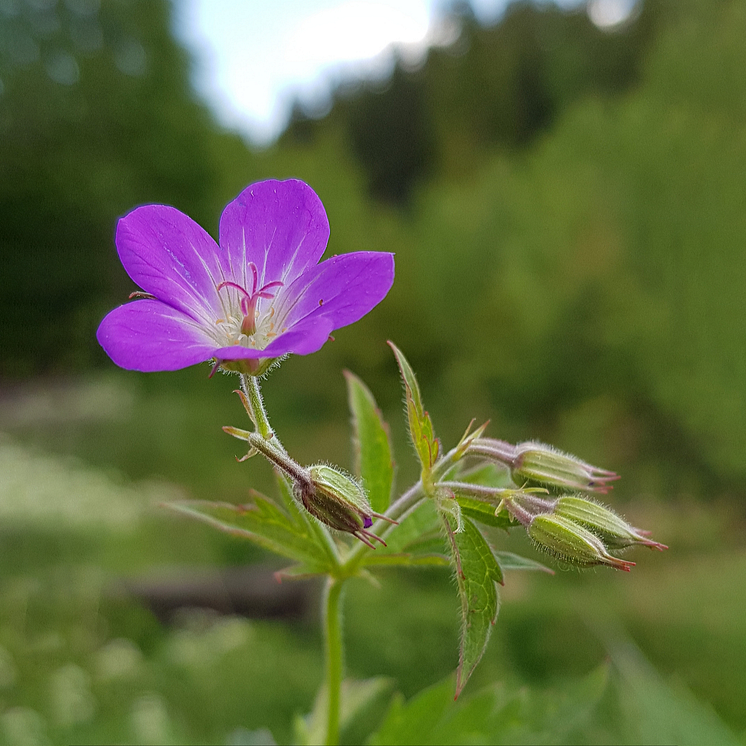 15_Ingemar-Gustafsson-_Midsommarblomster