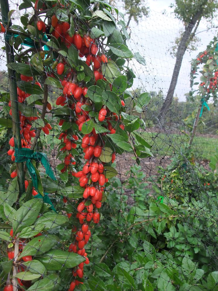 Bocktörne/Gojibär, Lycium barbarum Big Lifeberry®