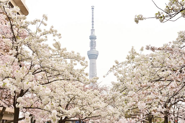 TOKYO SKYTREE and SAKURA