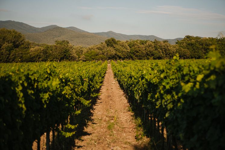 Vineyard - Ca'Marcanda Winery (4).jpg