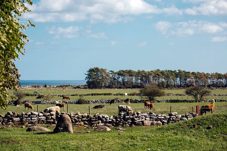 Sjömarker på sydöstra Öland