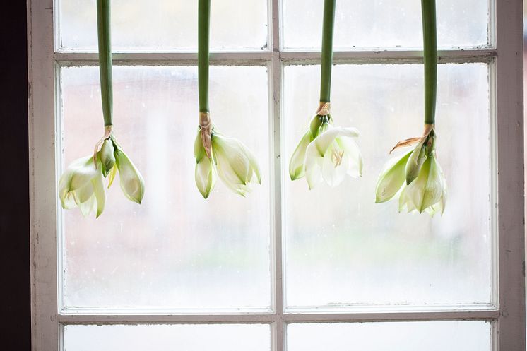 Amaryllis upp och ner