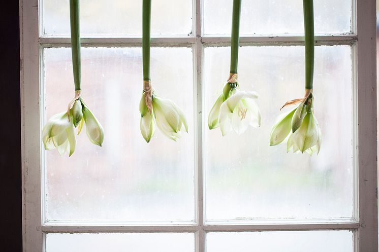 Amaryllis upp och ner