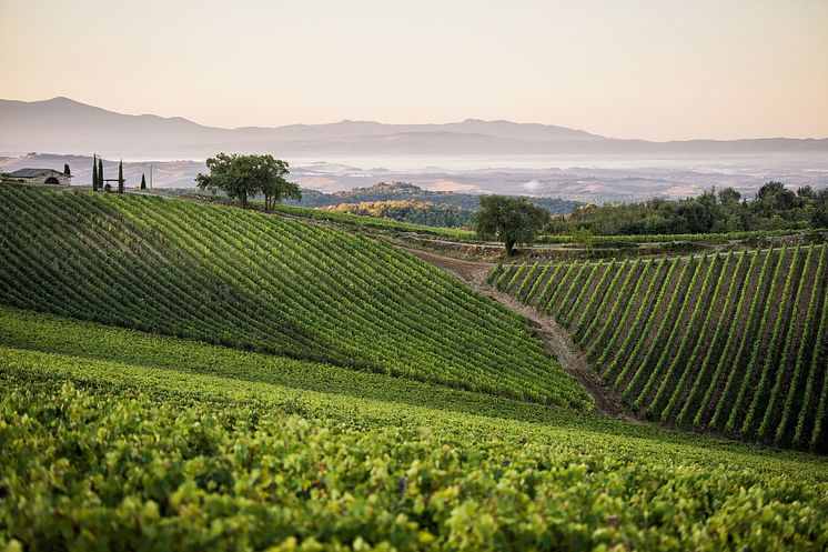 Vineyards_Landscape