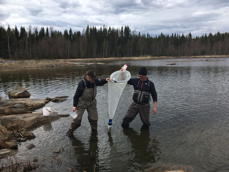 KvarkenFlada-håvning-AnniinaSaarinen-LstVästerbotten.JPG