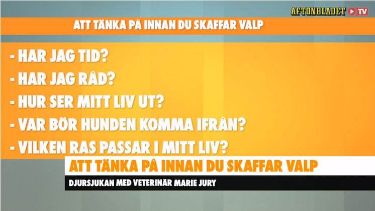 att tänka på innan skaffar valp