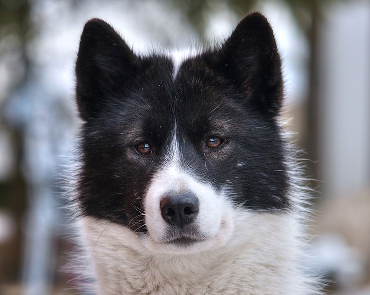 canadian-eskimo-dog-porträtt2