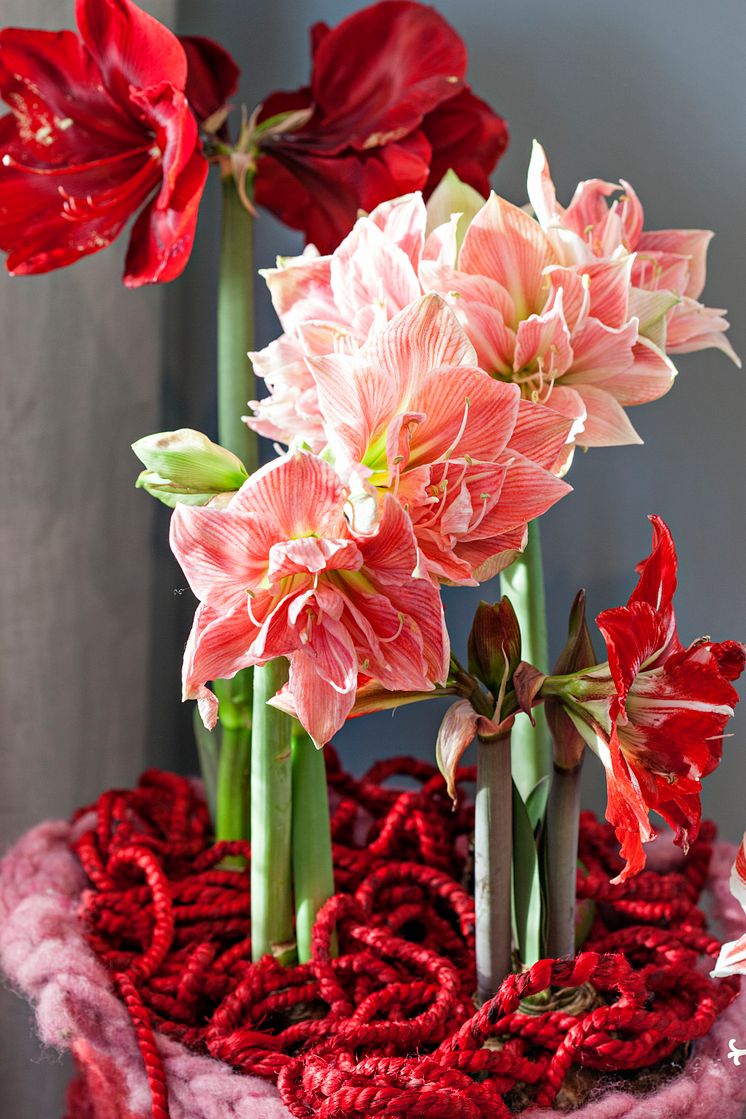 Amaryllis i rosa och röda nyanser