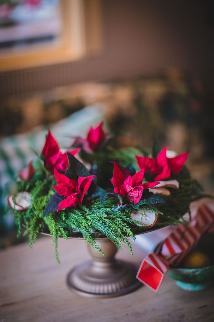 Julstjärnor hos Anna Starren 