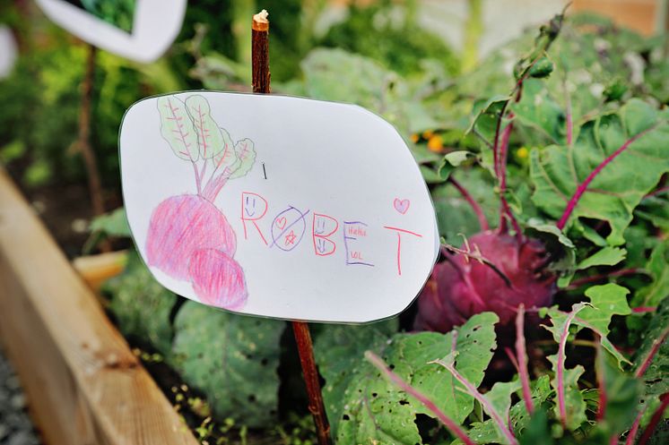 Rødbet skilt Vik skolehage