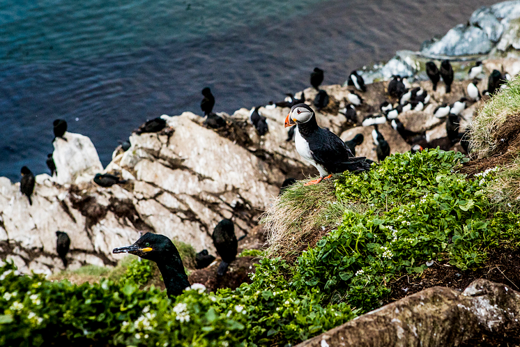 online-Atlantic puffin  Hornøya-Christian Roth Christensen - VisitNorway.com (2).png