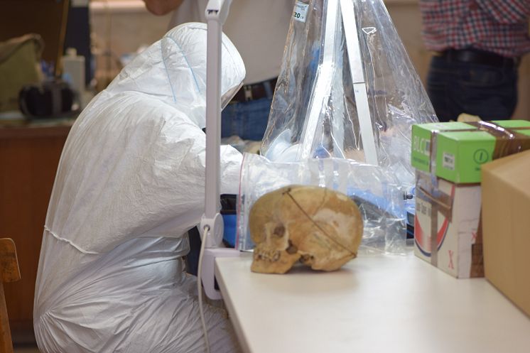 Emma Svensson sampling the Peştera Muierii 1 skull.