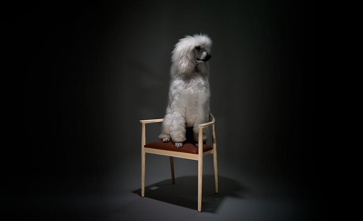 The Seat, Hund Stol 300dpi