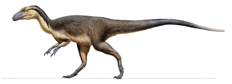 Australian feathered polar dinosaur