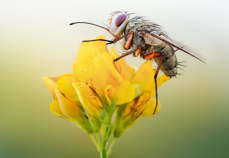 Fluga. Det finns ca 10 300 arter bland tvåvingar (flugor, myggor mfl) i Sverige.