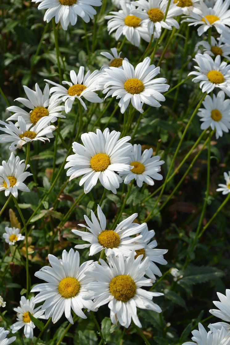 Jätteprästkrage, Leucanthemum x superbum ’Bröllopsgåvan’ Svenskt kulturarv