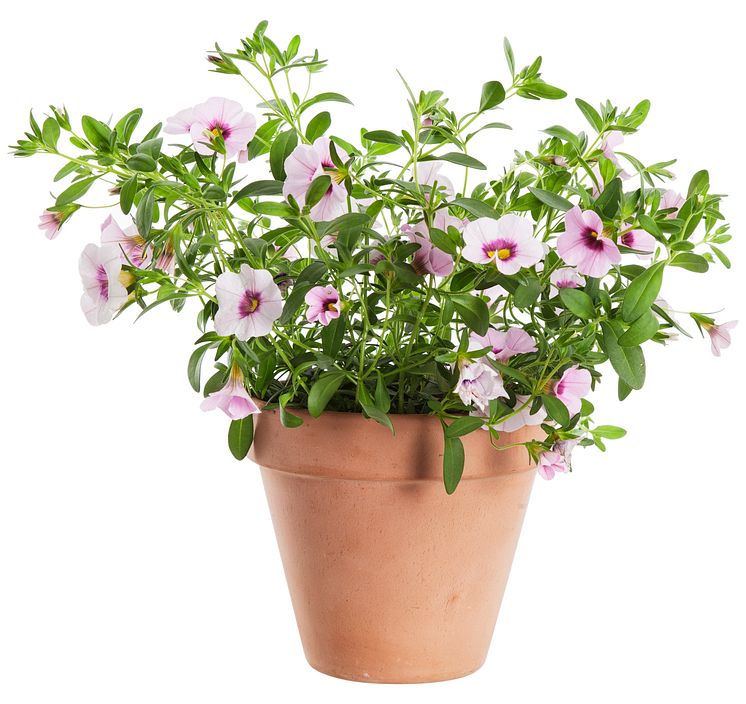 Småpetunia