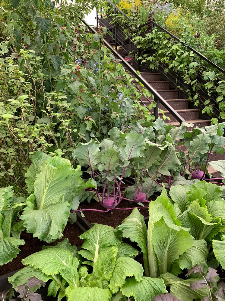 Grönsaksodling på höjden 