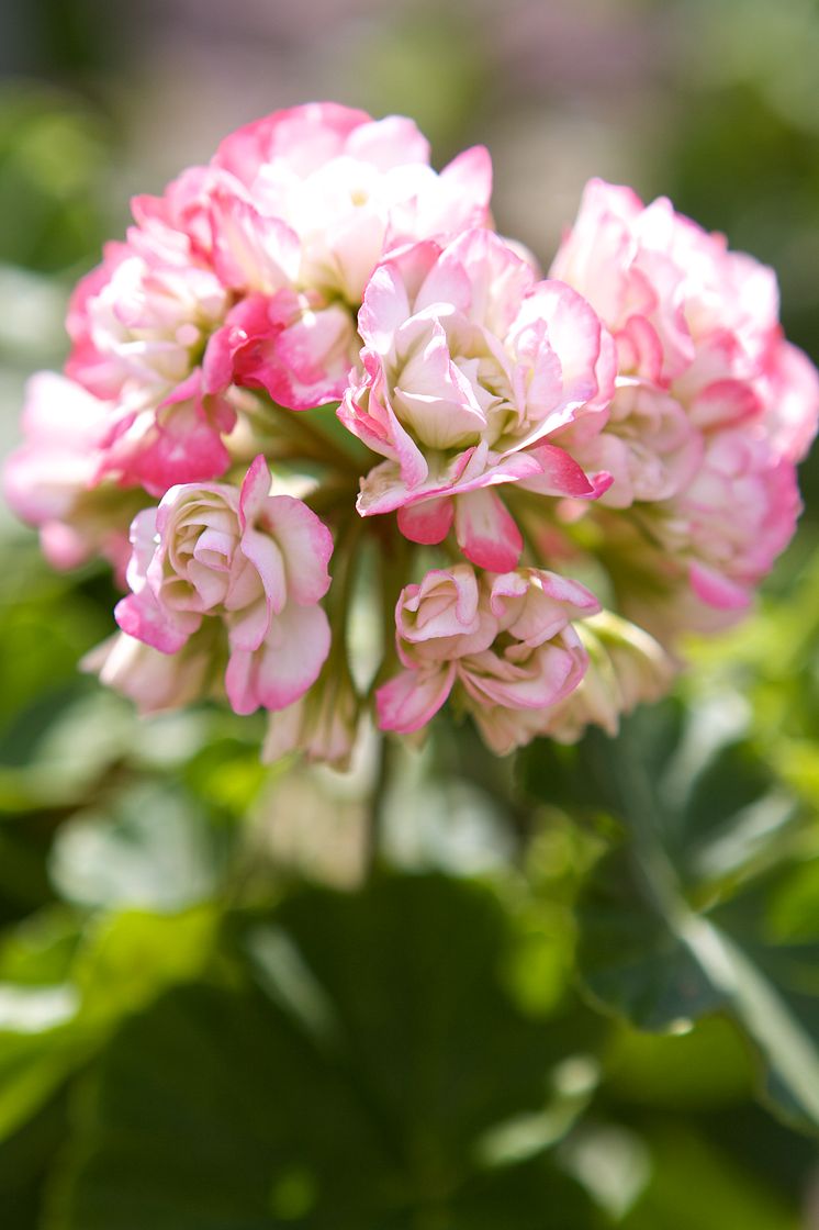 Rosenknoppspelargon ’’Apple Blossom Rosebud’