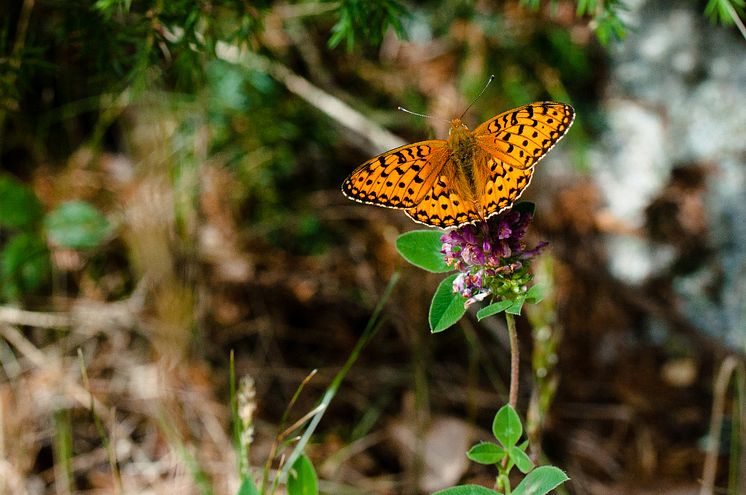 Dark green fritillary (Speyeria aglaja) is a species for which local extinctions have been linked to a warming climate. Photo by Alistair Auffret