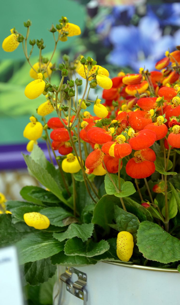 Toffelblomma i vårkrukan