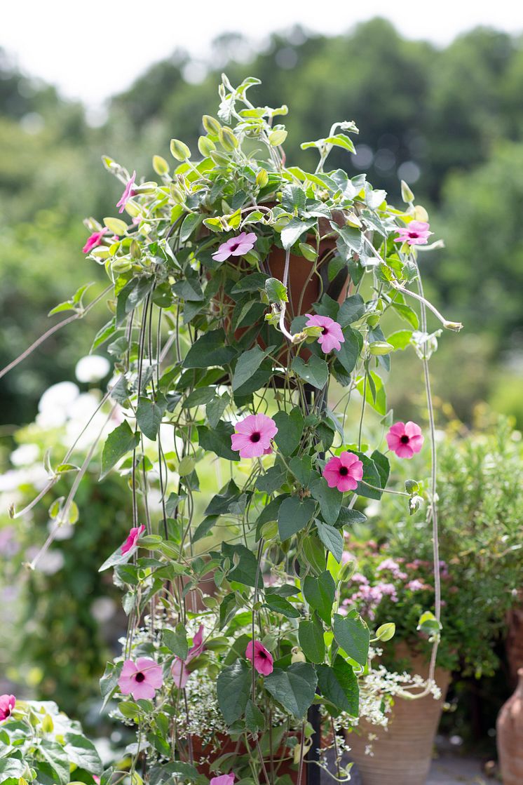 6Årets Sommarblomma 2023 Thunbergia alata Svartöga foto annikasnaturligating A